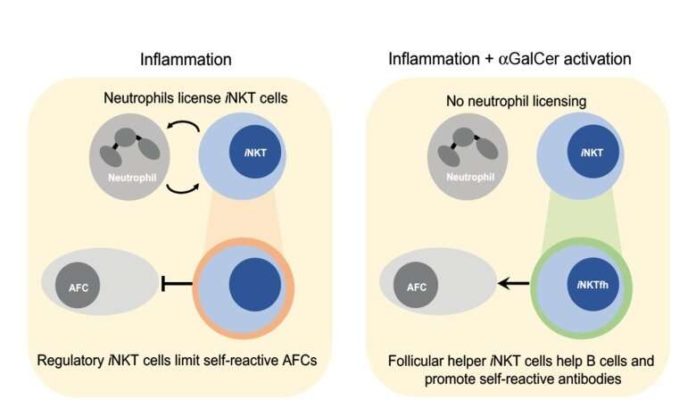 Come Una Specifica Popolazione Di Linfociti Promuove La Malattia Autoimmune Medimagazine